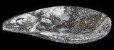Teardrop Fossil Goniatite Dish - Stoneware #62434-1